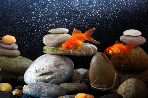 Enfriar el agua del acuario es esencial para el bienestar de muchos peces.