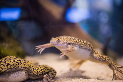Dos ranas xenopus