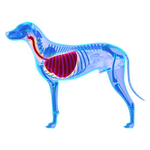 ¿Qué es un edema pulmonar en perros?
