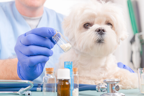 ¿Sabes cuánto medicamento dar a un perro?