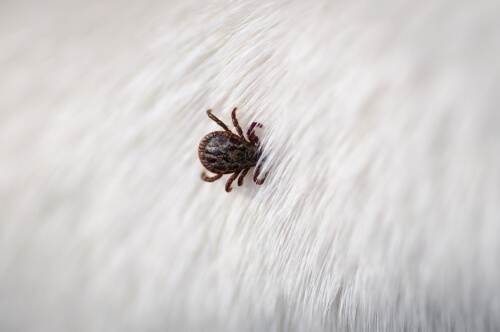 Los parásitos en mascotas pueden acarrear diversas enfermedades.
