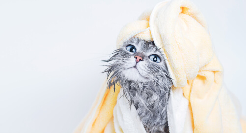 Un gato que se va a bañar.