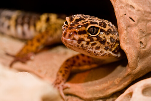 Un gecko léopard.