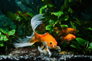 ¿Cómo enfriar el agua del acuario para peces de agua fría?