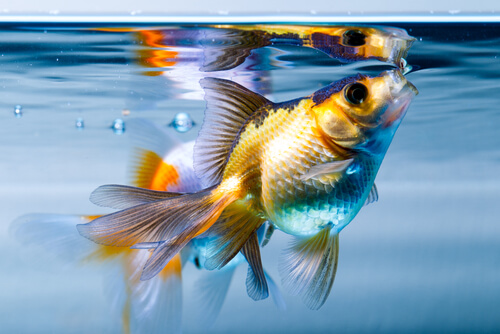 Un goldfish cogiendo aire.
