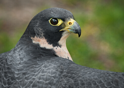 El halcón peregrino: una especie cosmopolita