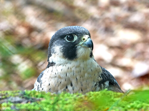 Un halcón peregrino de cerca.