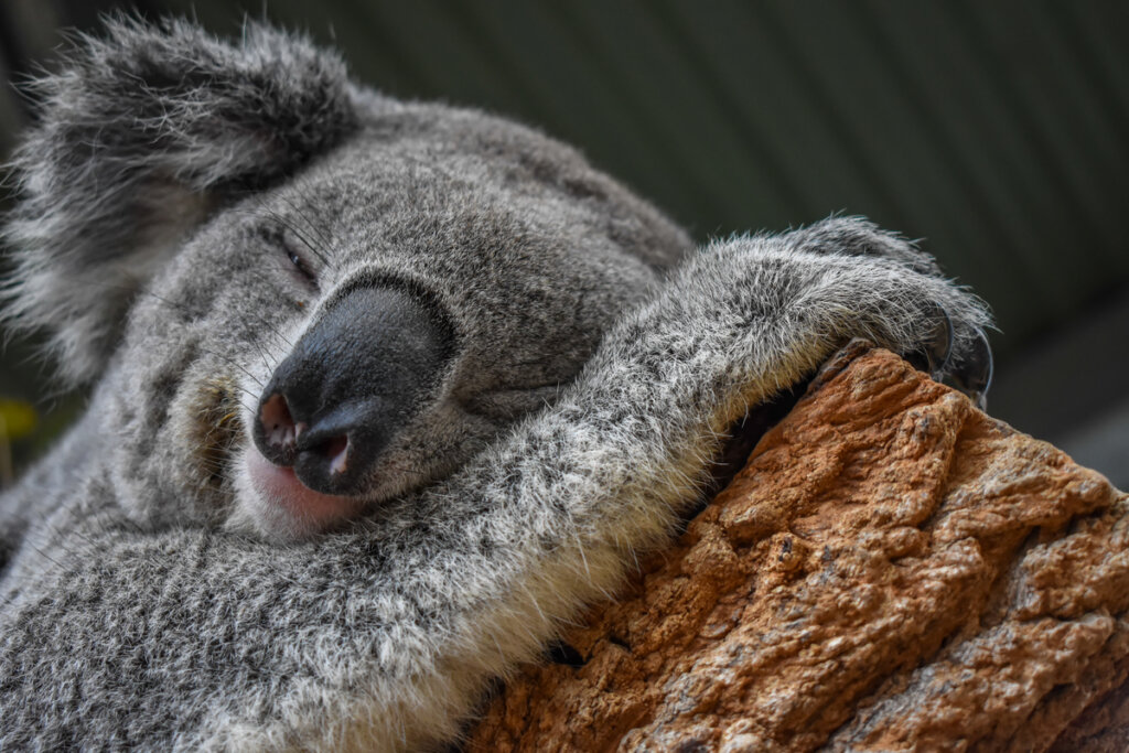 Un koala durmiendo sobre una rama.