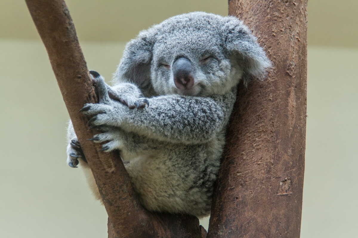 A koala leaning on a branch.