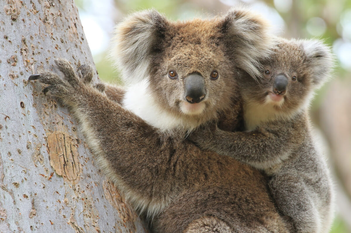 Un koala con una cría en un árbol.
