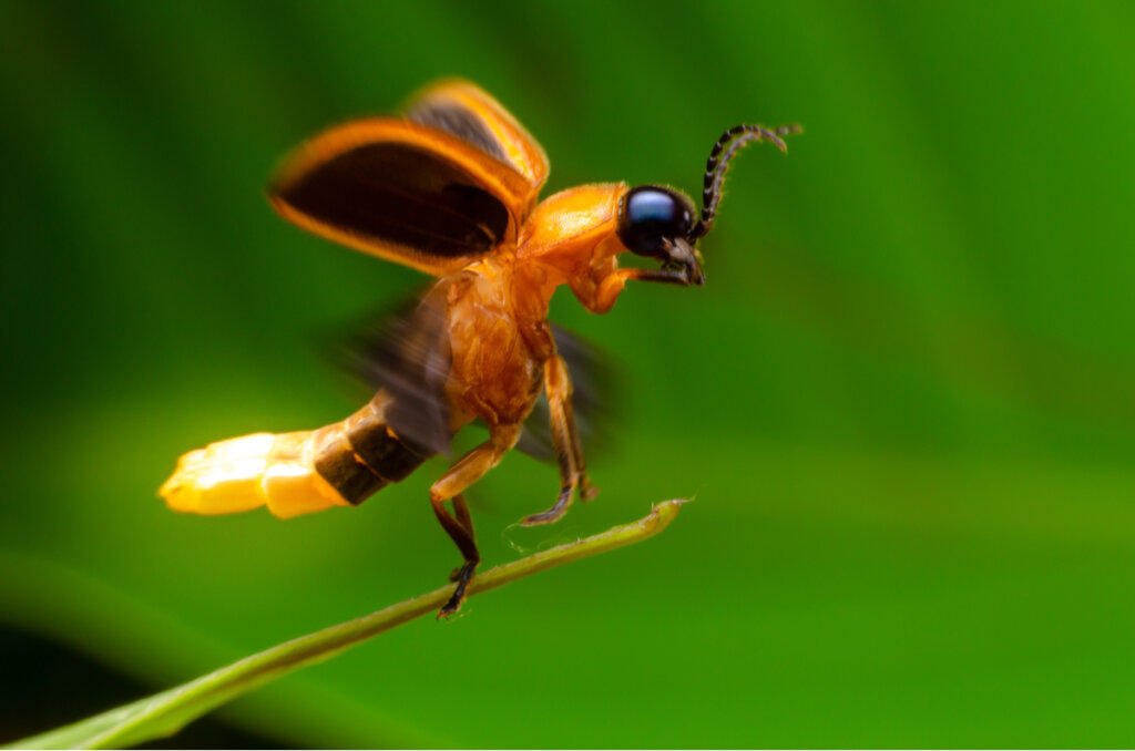 Un lampírido alzando el vuelo.