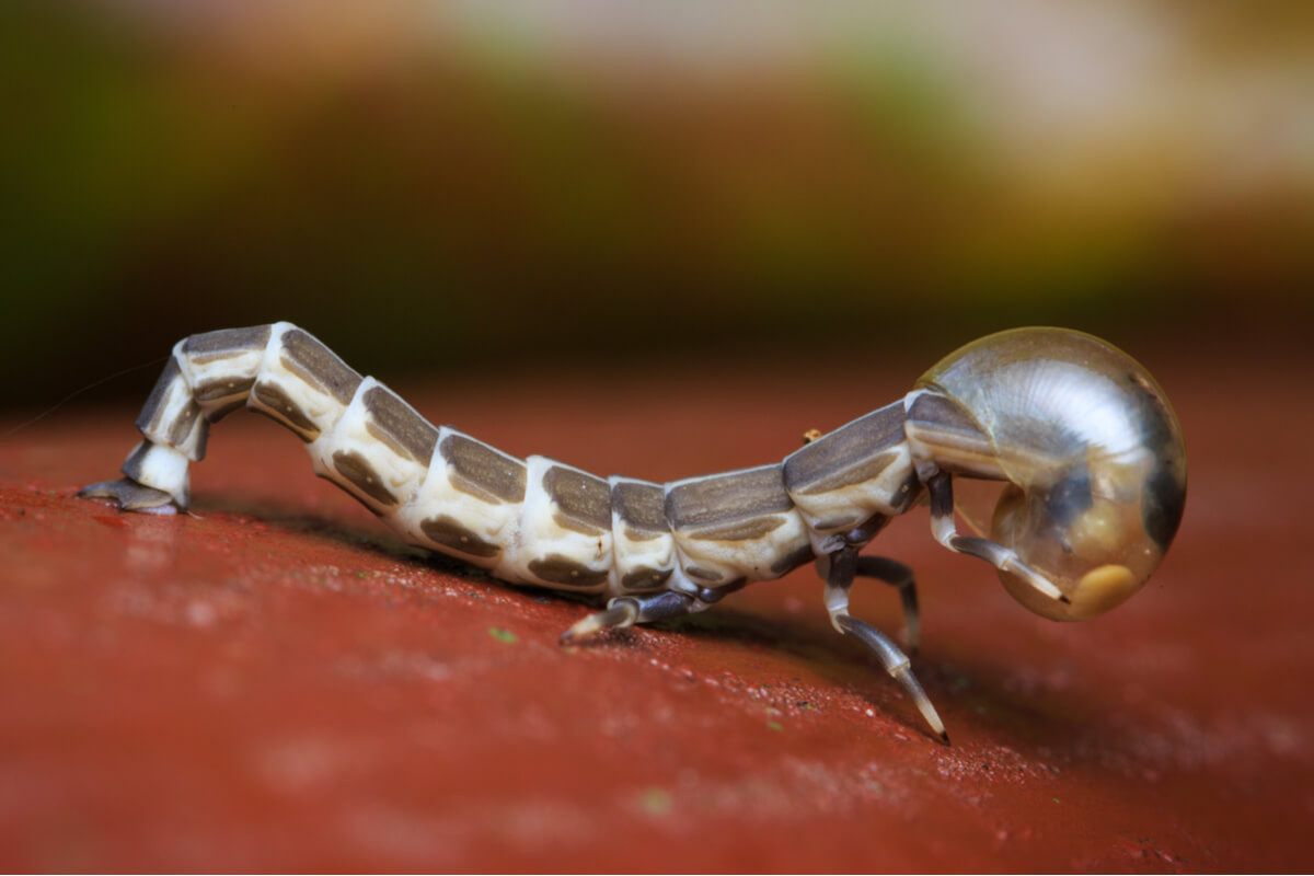 Un lampírido se está comiendo a un caracol.
