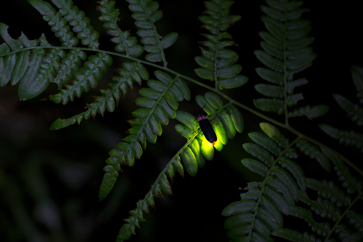 Los lampíridos emiten luz.