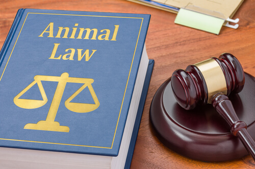 ¿Cuándo necesitan los animales un abogado?