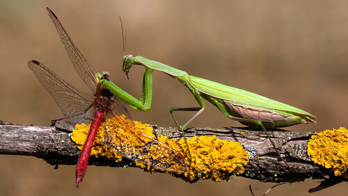¿Sienten los insectos dolor?