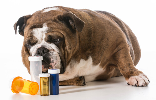 ¿Cómo saber cuánto medicamento dar a un perro?