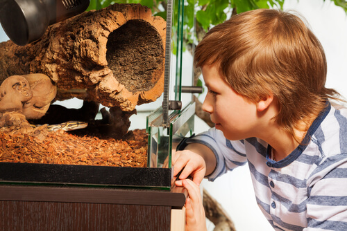 Niño mira un terrario con una serpiente.