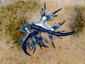 Nudibranquios: las joyas del mar