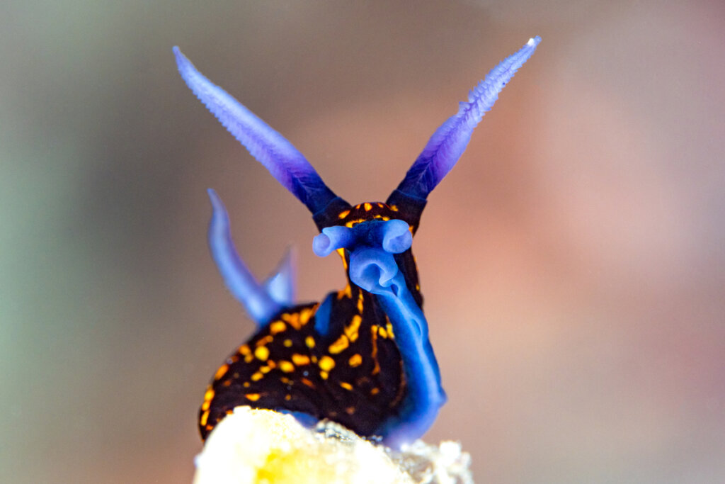 Un nudibranquio de colores llamativos.