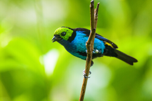Pájaro tangara paraíso