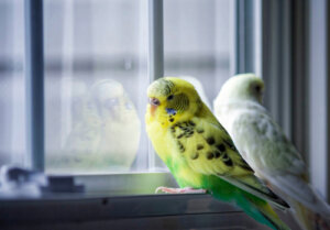 Depresión en pájaros: ¿es posible?