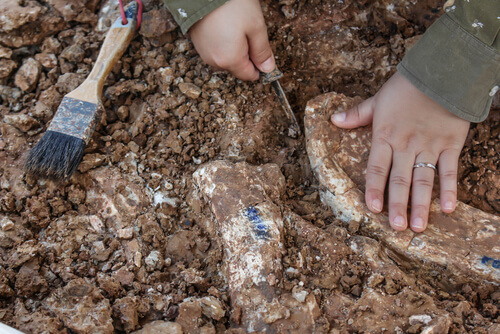Un paleontólogo descubre un hueso.
