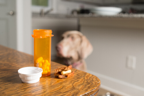 Los 7 efectos secundarios de la cortisona en perros