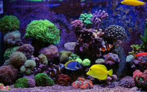 100 nombres para peces de acuario (inteligentes y divertidos)