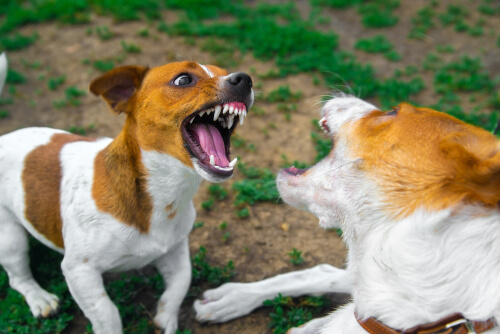 Dos perros peleándose.