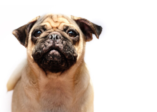 Un perro con acné mira a cámara.