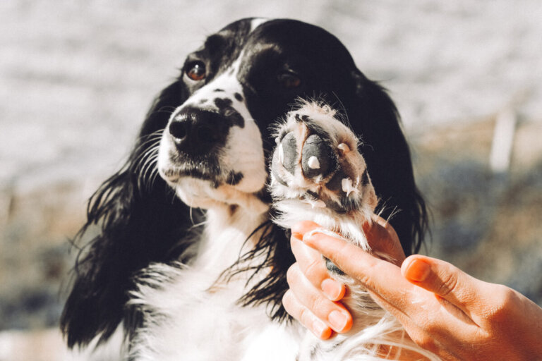 Cremas para calmar la picazón en perros