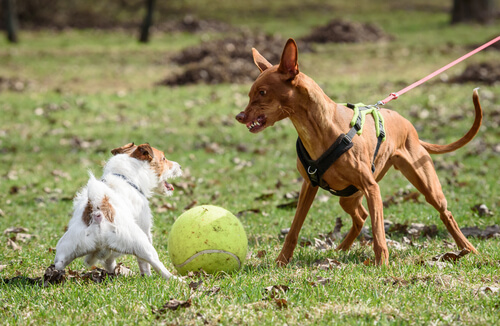 ¿Qué hacer si un perro ataca?