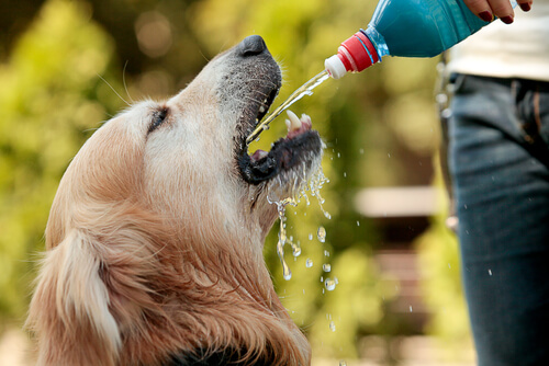 ¿Cómo identificar la deshidratación en un animal?