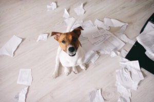 Refuerzo negativo en perros: qué no hay que hacer