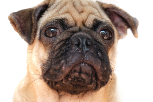 Tratamientos del acné en perros