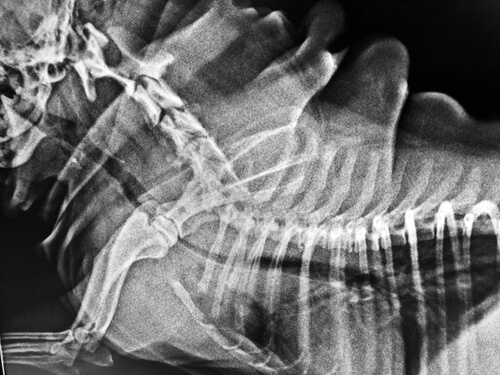Radiografía de cuello en un perro.