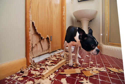 Un perro causando daños materiales.