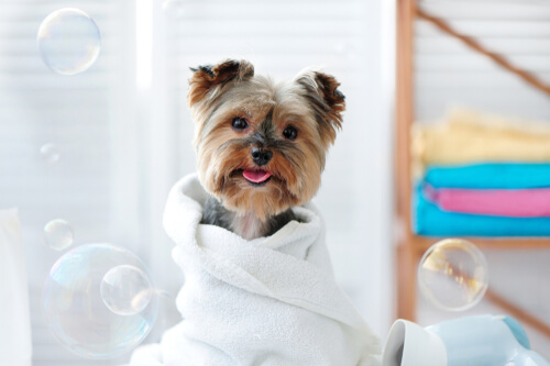 ¿Cómo limpiar a las mascotas con toallas húmedas?