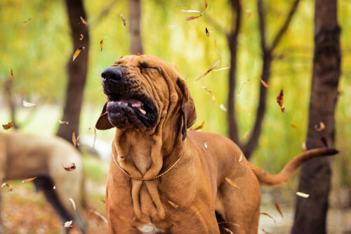 Estornudo inverso en perros ¿Por qué sucede?