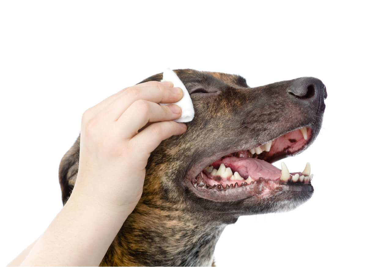 La limpieza de ojos en perros es esencial.