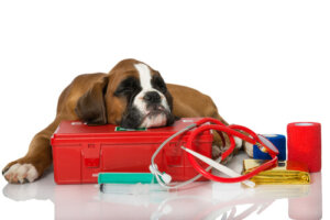 Septicemia en perros: síntomas y tratamientos