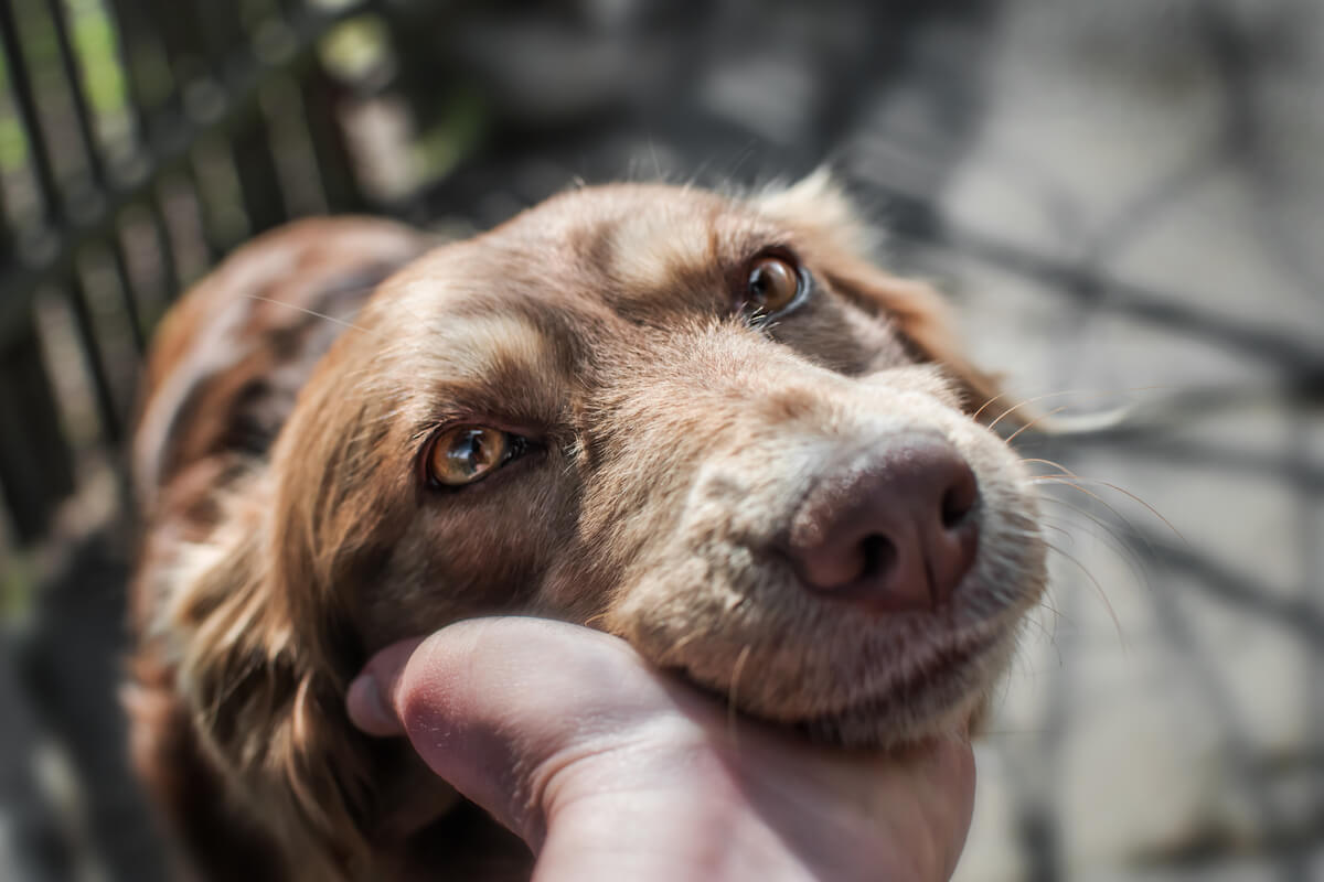 Yaşlı bir köpek.