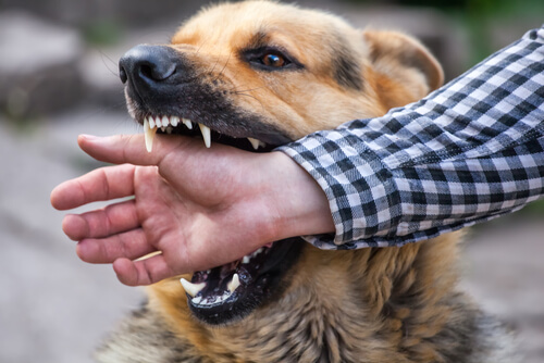 Un perro muerde a un hombre en la mano.