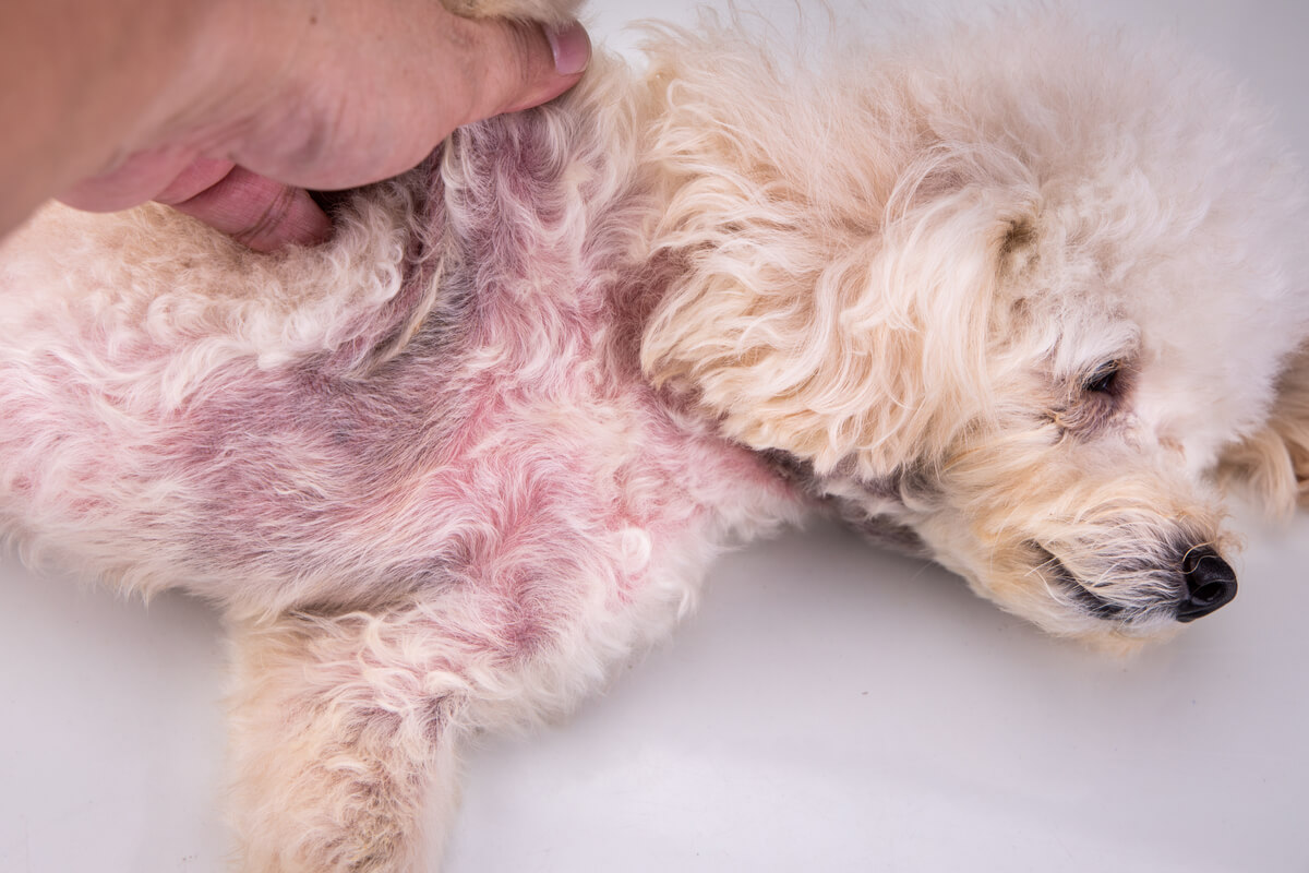 A dog with skin problems.