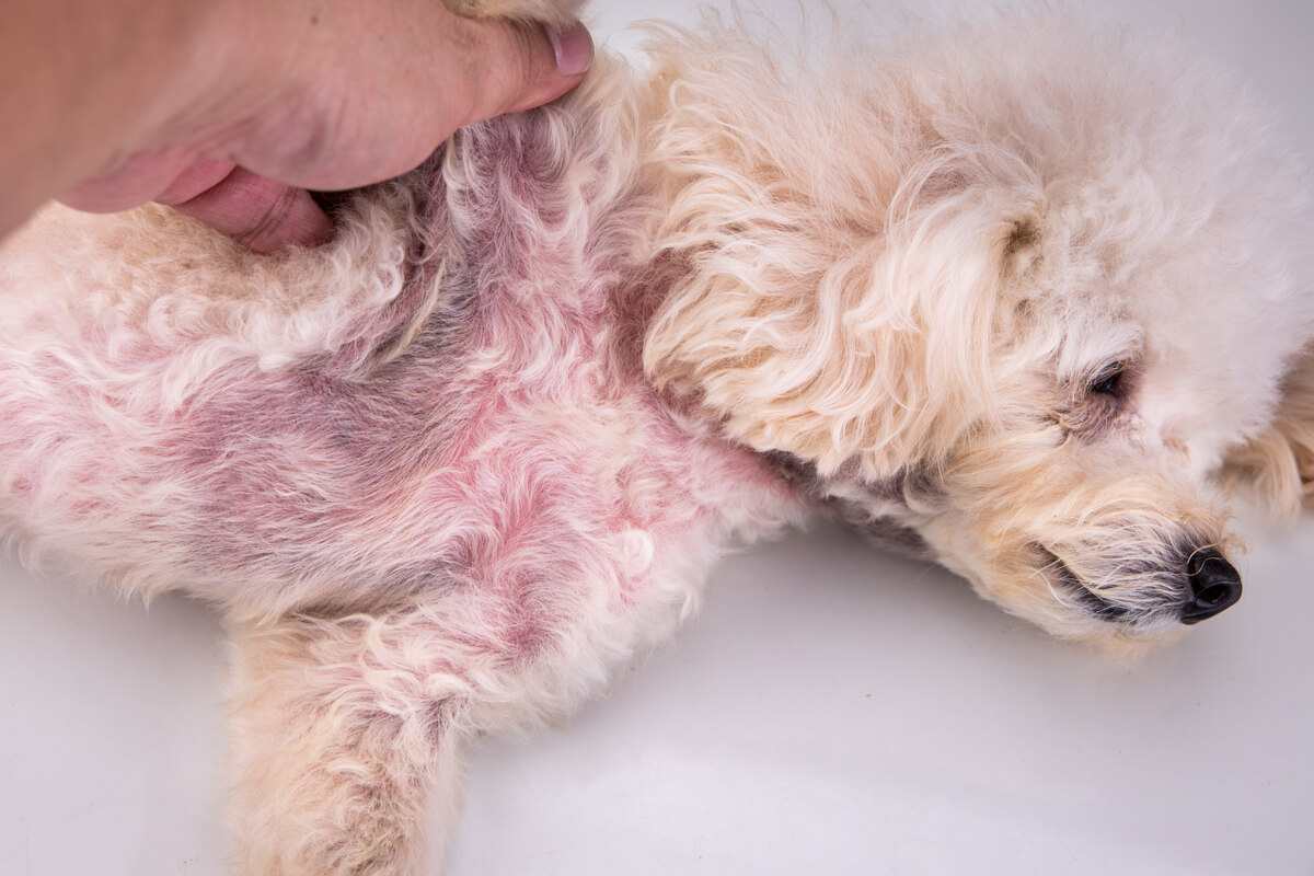 Existen cremas para aliviar la picazón en perros.