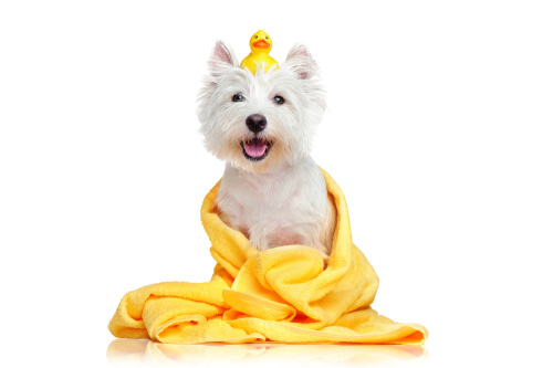 Las toallas húmedas para mascotas son una alternativa puntual al baño.