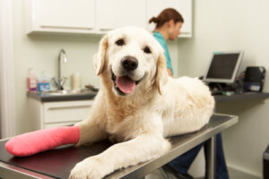 Cuidados tras una cirugía ortopédica en perros