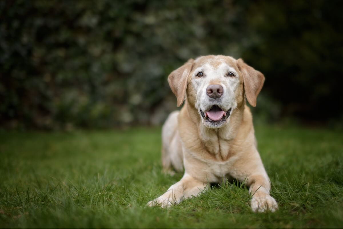 3 Fehler, die du jeden Tag mit deinem älteren Hund machst