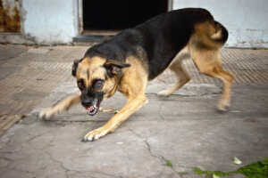 ¿Cómo actuar si un perro ataca?