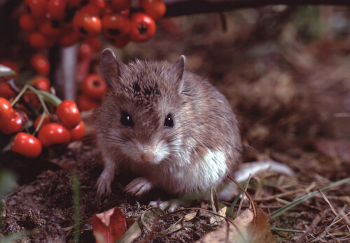 Ratón saltamontes: un roedor inmune al veneno
